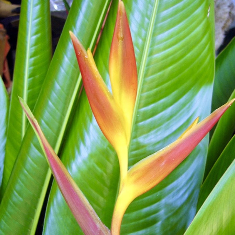 Heliconia Nickeriensis | Sunshine Coast Plants