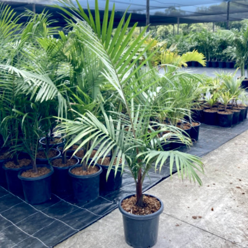 Dypsis leptochelios Redneck Palm Sunshine Coast Plants