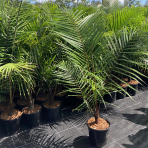 Dypsis leptochelios - Redneck Palm