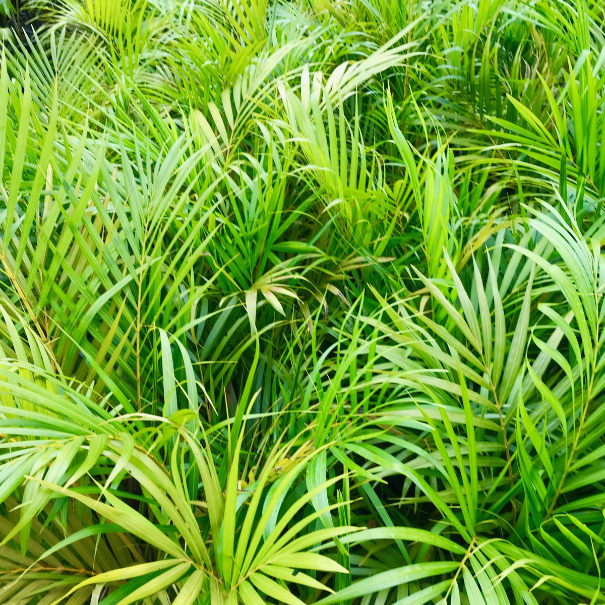 Dypsis lutescens - Golden Cane Palm - Sunshine Coast Plants