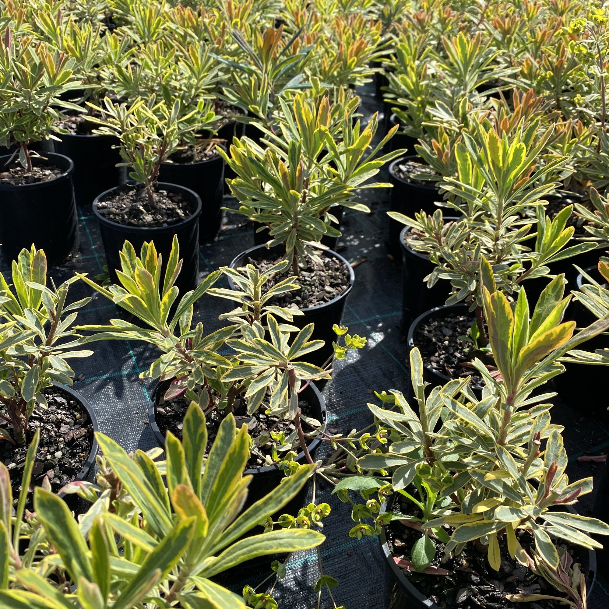 Euphorbia Rainbow foliage is phenomenal and looked fantastic in the garden from spring through fall