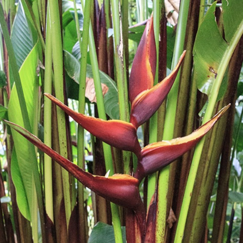 Heliconia Chocolate Dancer