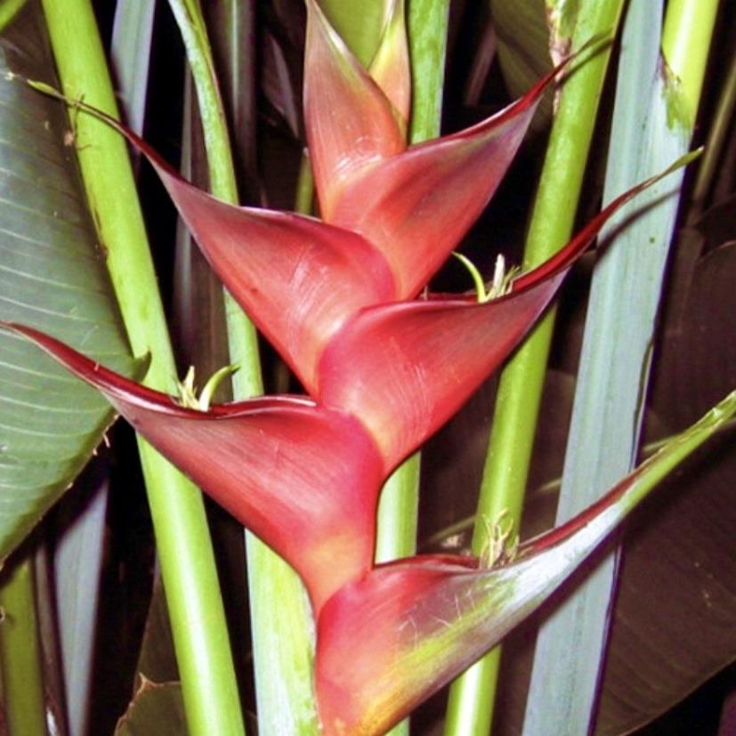 Prince of Darkness' has unique shaped bracts which offer an interesting contrast to other widely available heliconias