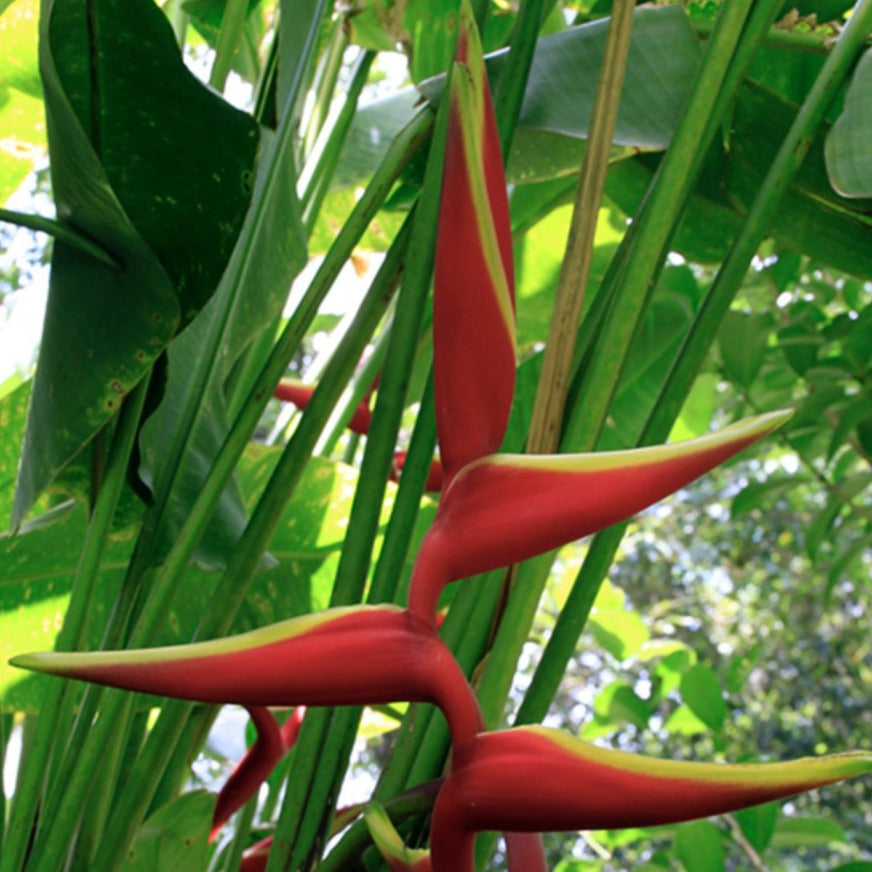 Heliconia Rauliniana is a tight clumping heliconia with clean upright foliage. Long pendulous bracts
