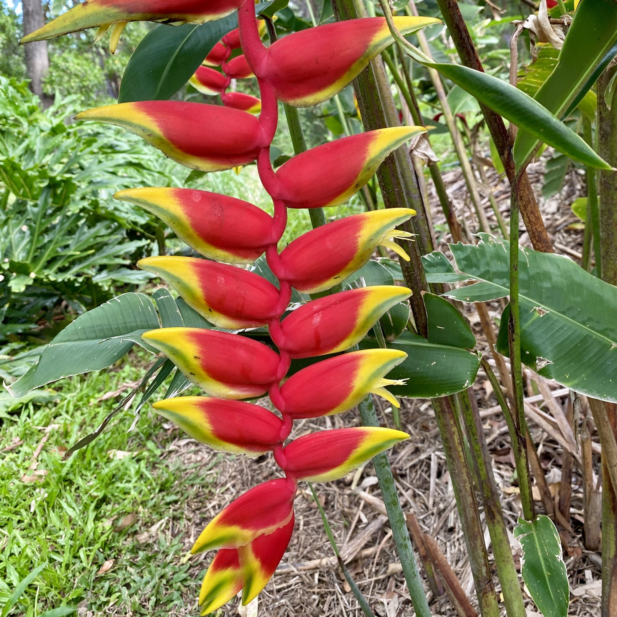 Heliconia rostrata is a tropical plant with striking, pendulant, waxy bracts of red with yellow and green tips