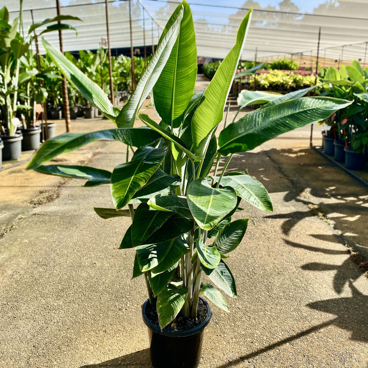 Heliconia Waxy Red | Sunshine Coast Plants