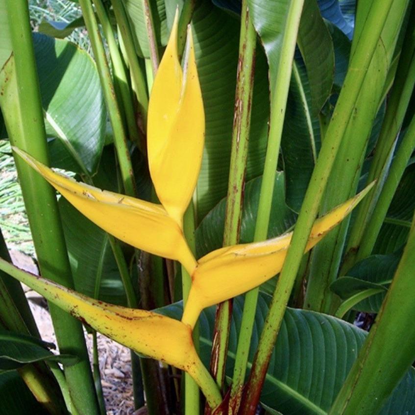 A beautiful heliconia with bright yellow bracts with green tips