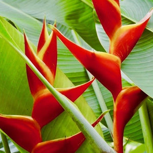 Heliconia Kawauchi produces the most striking rich red and yellow flowers which also make long lasting floral arrangements