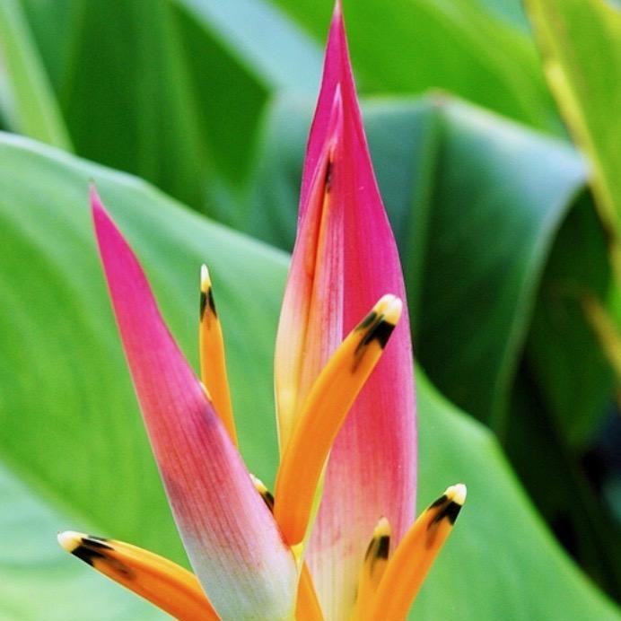 Heliconia Sassy is a compact growing heliconia with bright pink and orange bracts that flowers throughout summer