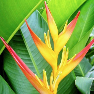 Heliconia Tropics | Sunshine Coast Plants