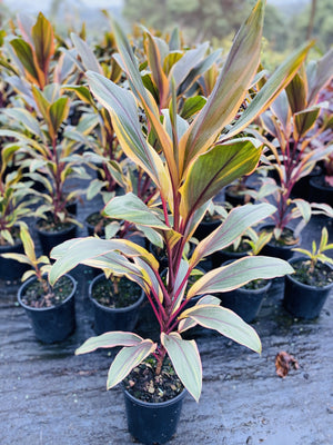 Beautiful blend of pink and yellow coupled with earthy green shades stripe every leaf of this tropical plant