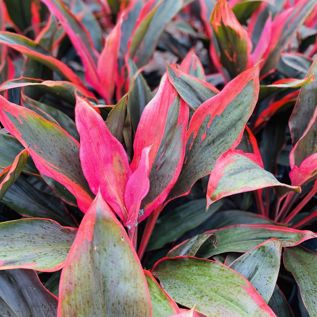 Our products in stock - Sunshine Coast Plants