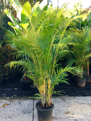 A multi-stemmed palm with golden stems, long fronds of bright green leaves and an attractive clumping habit