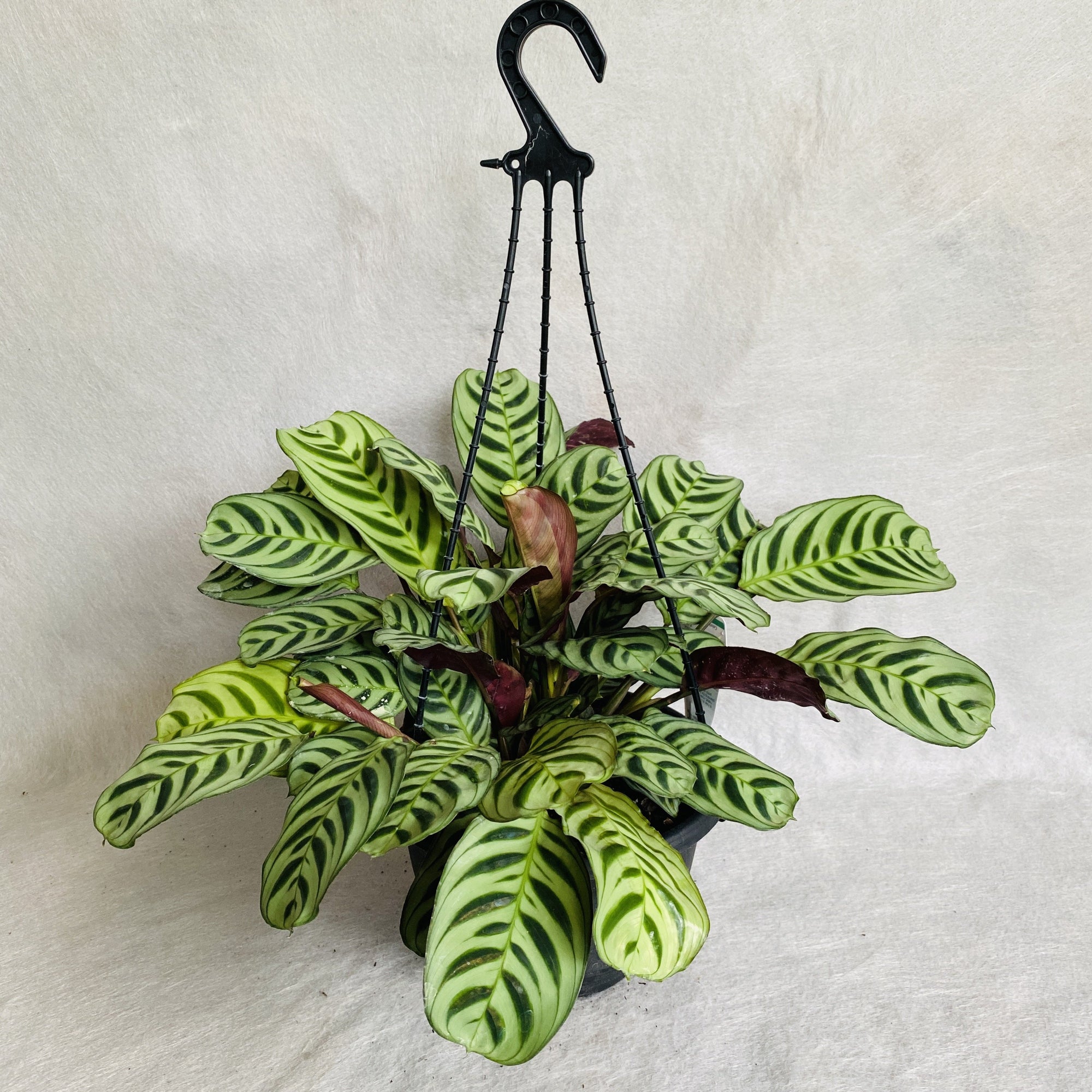The Ctenanthe burle marxii has long, oval, grey-green leaves with a stunning fishbone pattern