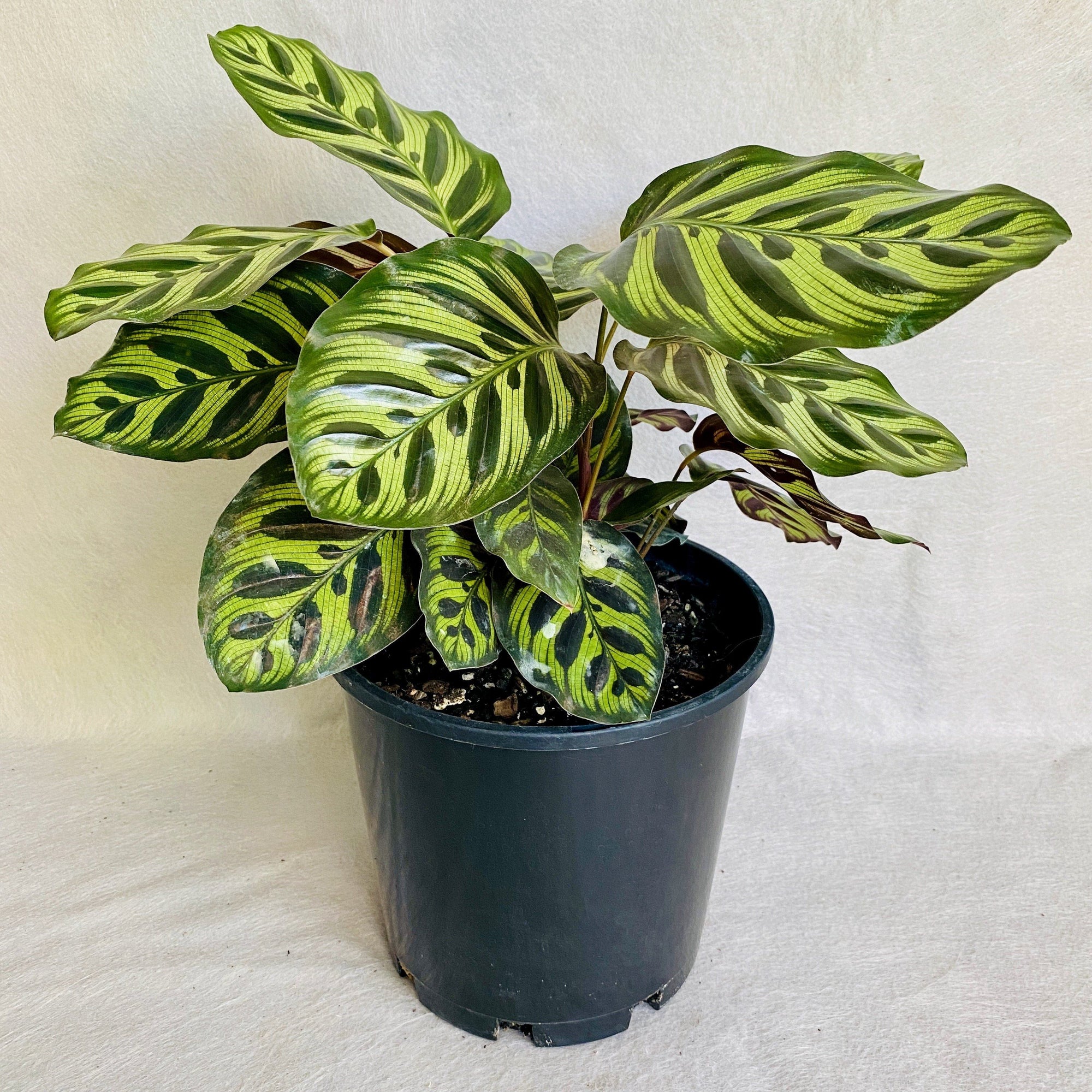Calathea makoyana is a beautiful tropical houseplant, famed for its beautiful, contrasting green and purplish-red leaves