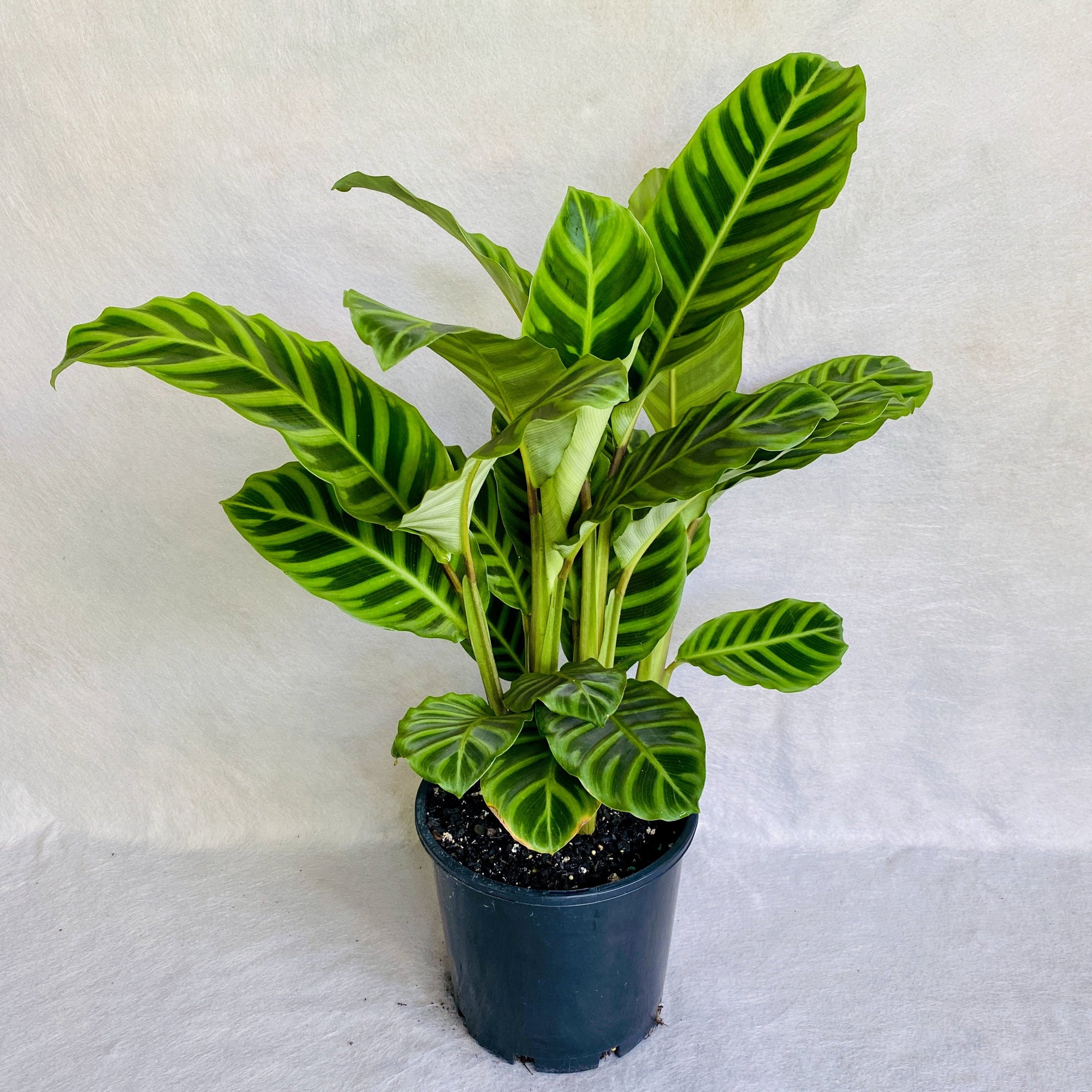 Calathea zebrina has striped velvety leaves, which are light green in color with darker green stripes, like Zebra stripes.