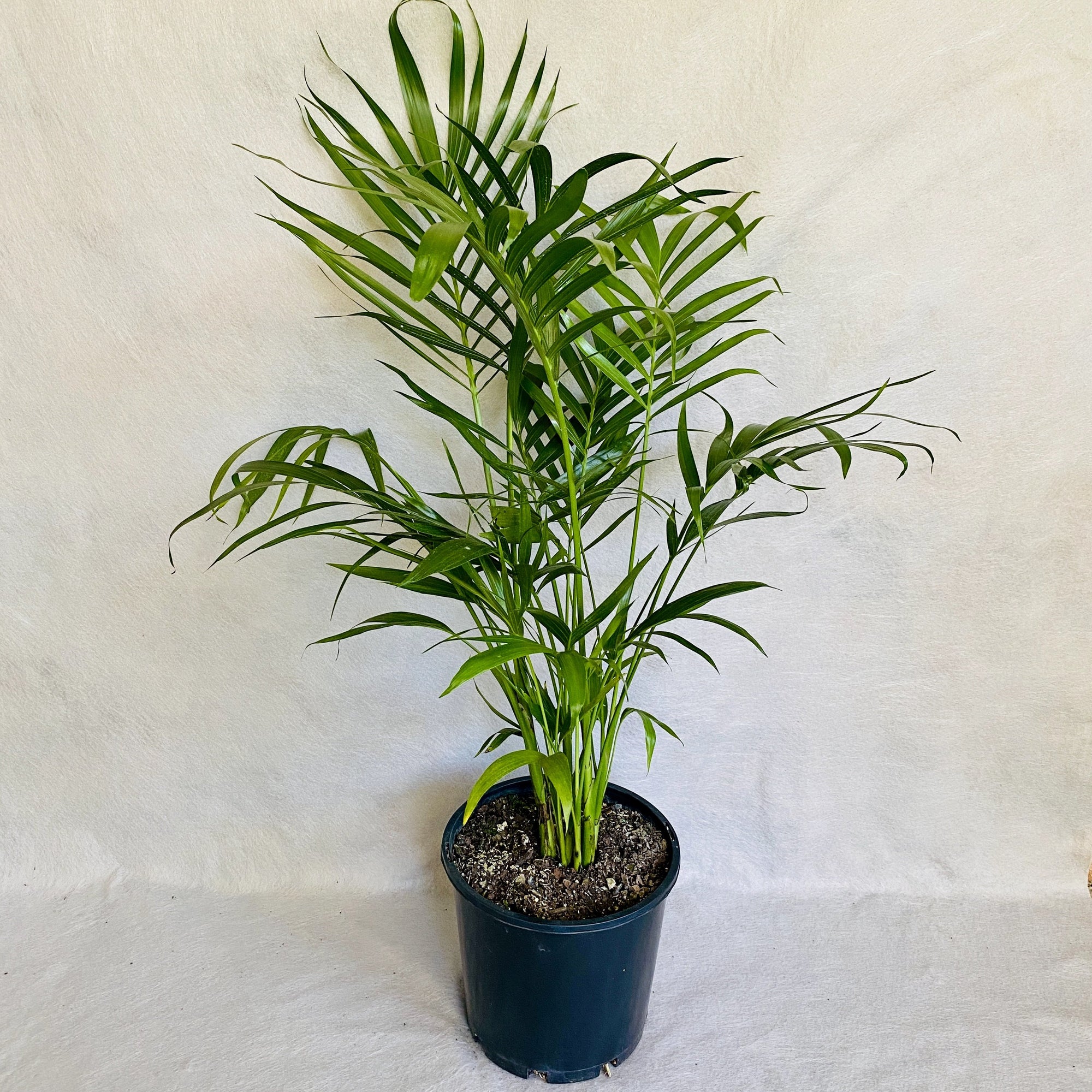 Cascade Palm is a shade loving, compact palm that has glossy green foliage and a cascading form.