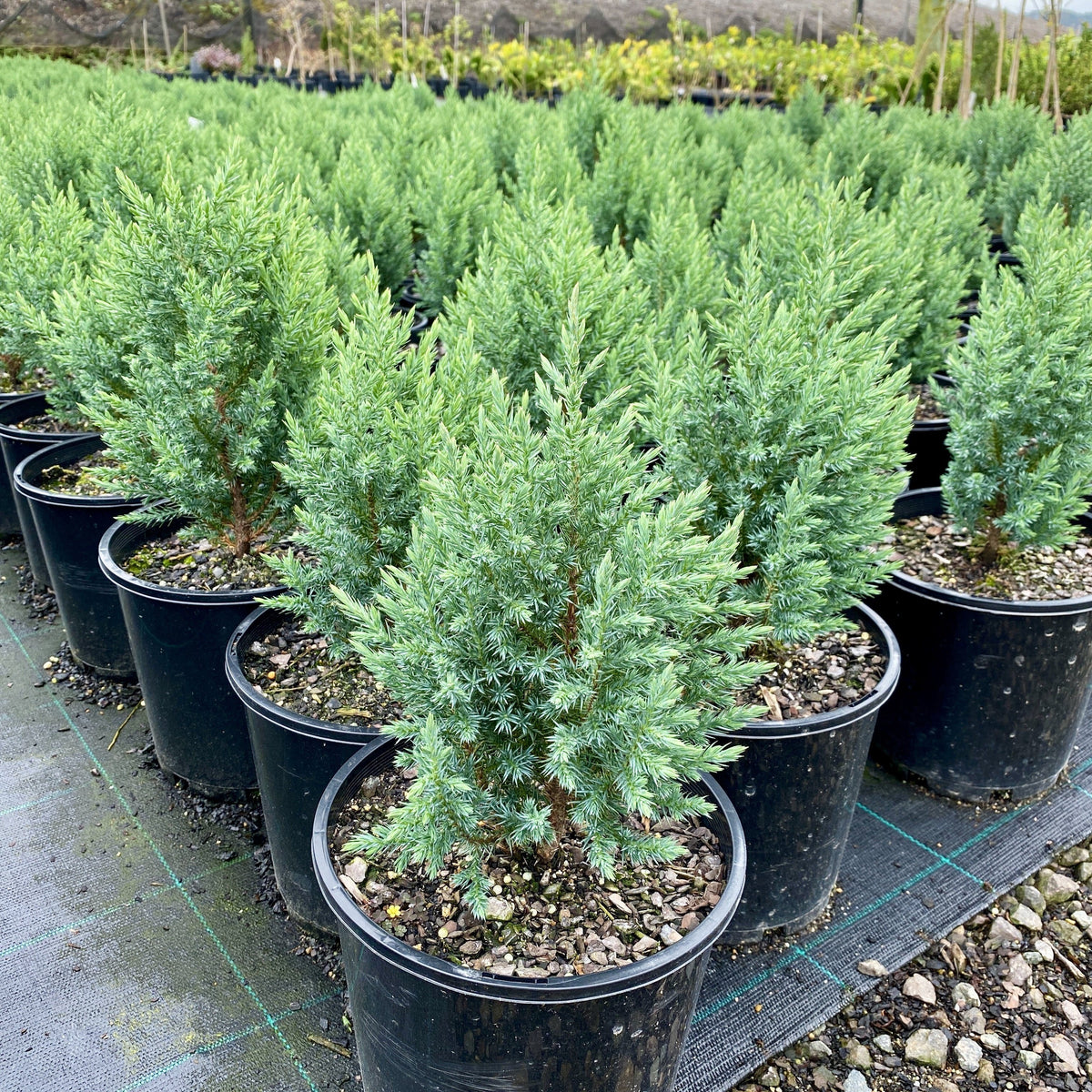 Juniperus Pyridamilis - Sunshine Coast Plants