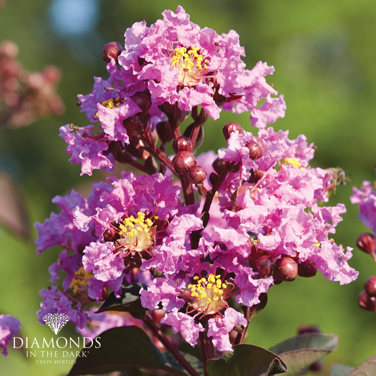 Lagerstroemia Diamonds in the Dark® 'Lavender Lace' features flawless almost black foliage that emerges in early spring, followed by masses of vivid Lavender blooms