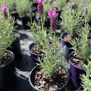 Fairly compact, the Lavender Blueberry Ruffles features mid purple, distinctive rippled petals atop pretty flower heads.
