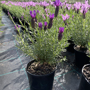 An attractive, fragrant lavender with green-grey foliage and vibrant purple petals atop flower heads