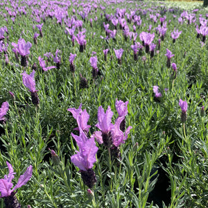 An elegant, compact, fast-growing evergreen Lavender which produces long, sturdy stems of bold-vivid purple blooms