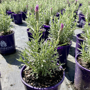 Lavender The Queen is a low growing evergreen perennial shrub, which is a show stopper in the garden