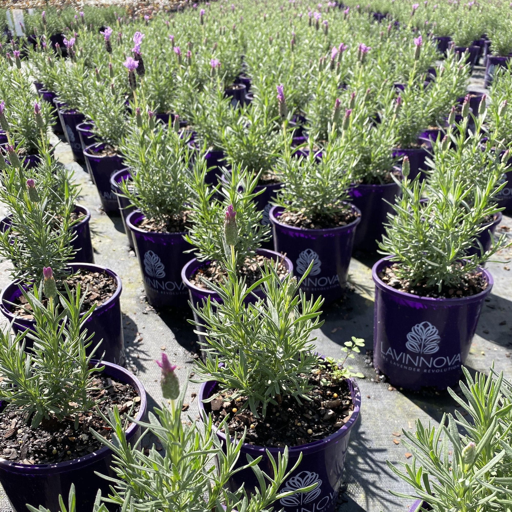 One of the best performing flowering and high impact lavenders, The Queen is hard to beat.