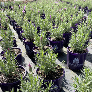 One of the best performing flowering and high impact lavenders, The Queen is hard to beat.