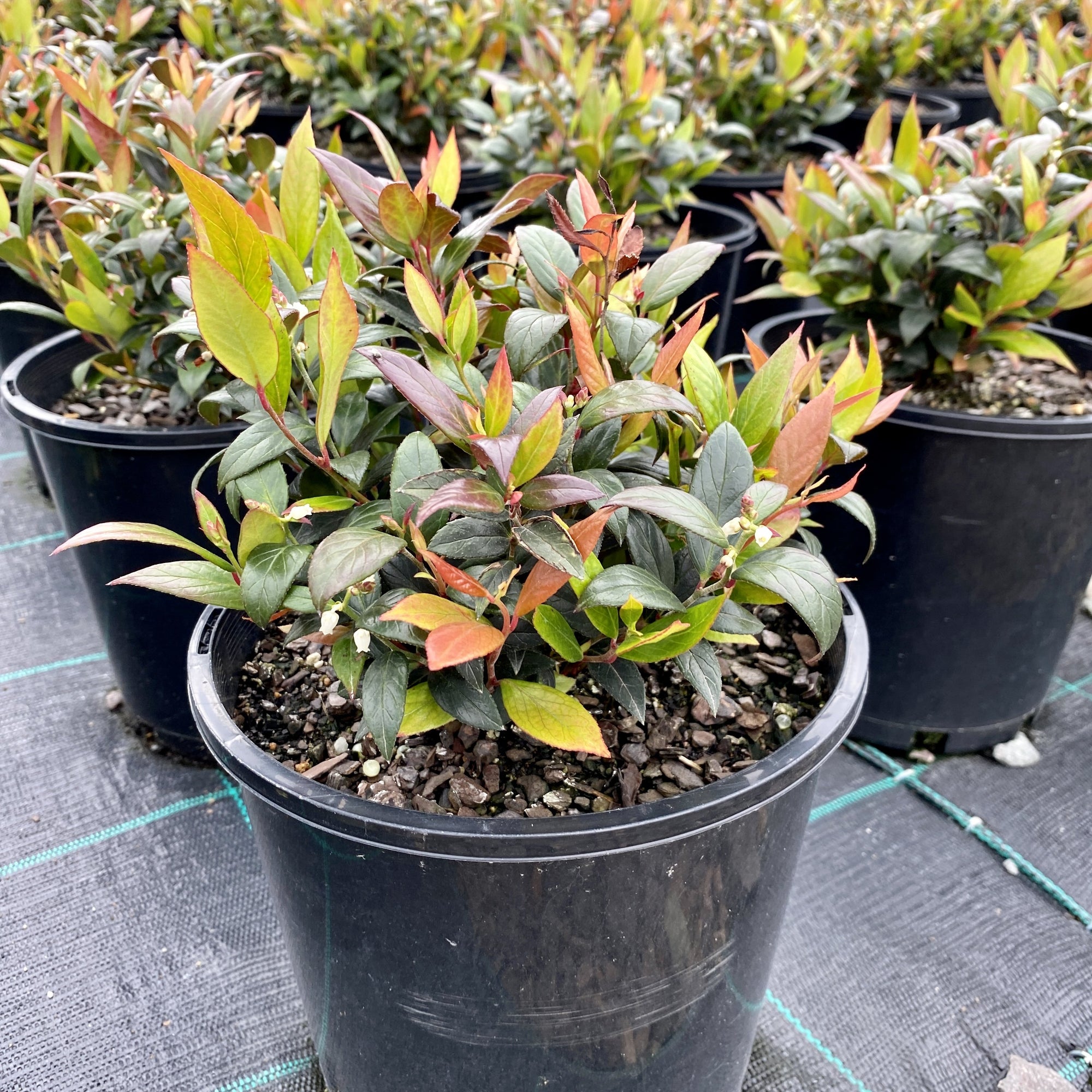 Leucothoe ‘Little Flame’ produces fiery crimson new shoots that stand out from the mature glossy green foliage beneath