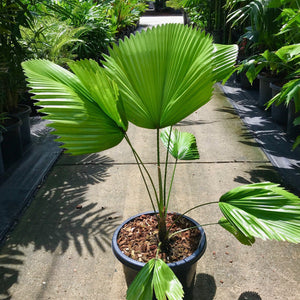 Licuala elegans is a very attractive, solitary fan palm up to 5m tall, with large, undivided, dark green leaves to 1.5m across.