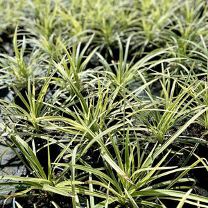 Liriope 'Stripy White' is a popular variety that produces variegated leaves and a pleasing clumping habit