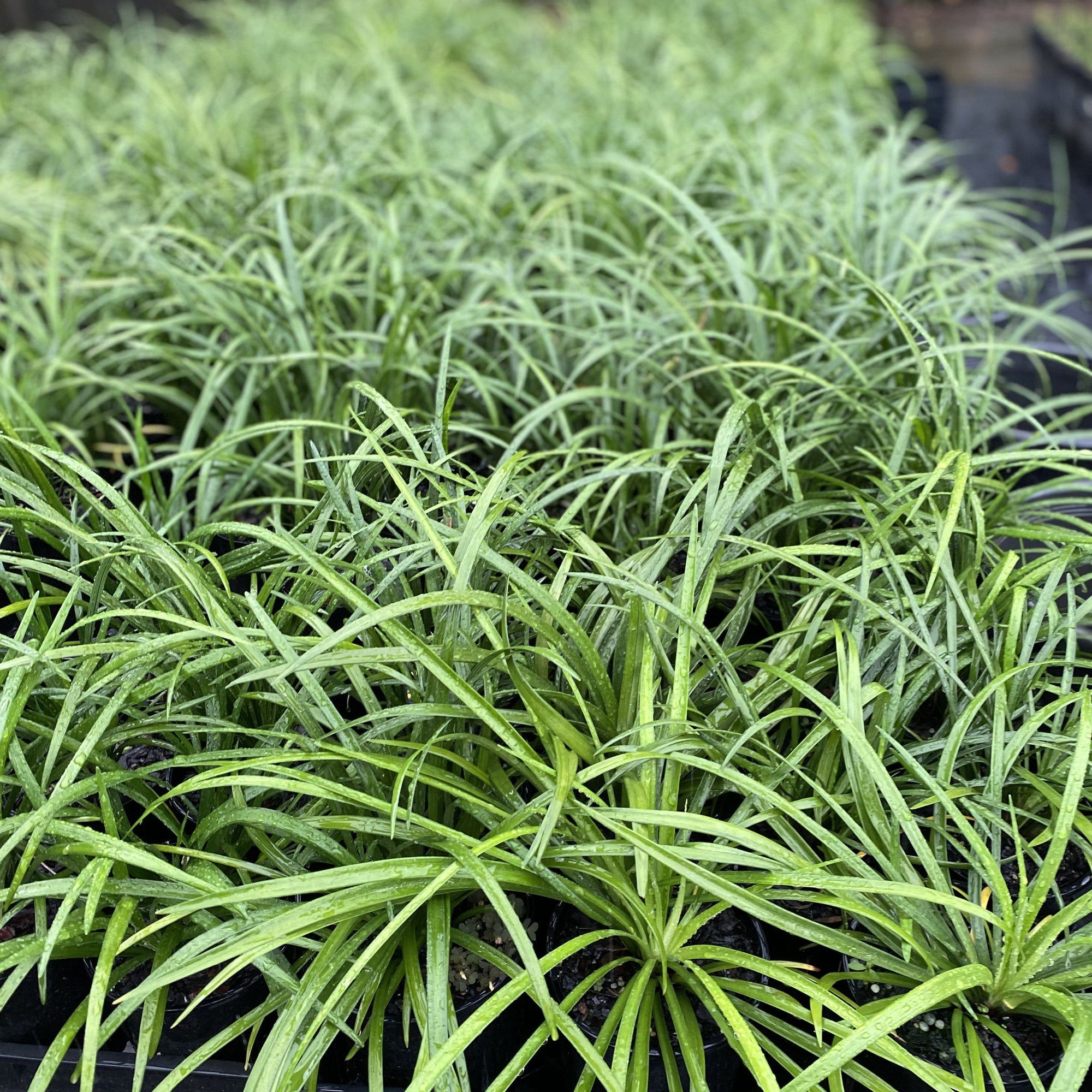 This large perennial makes an attractive, dark green groundcover and is accented with spikes of lilac purple blooms
