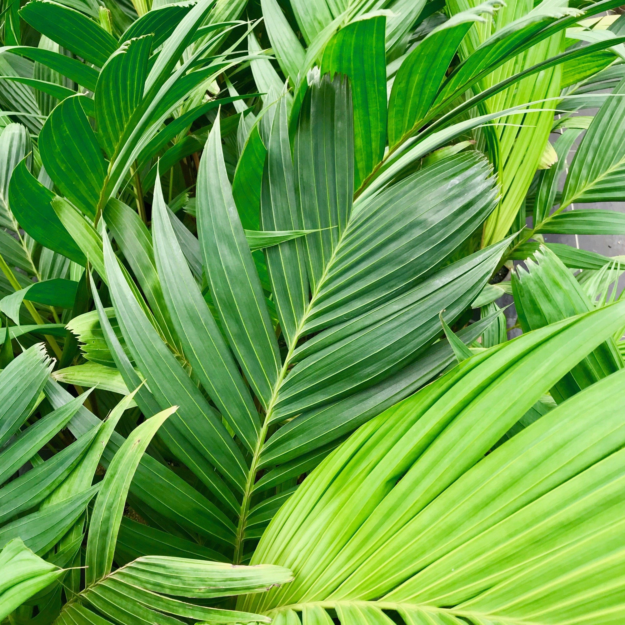 Pinanga coronata - Ivory Cane Palm