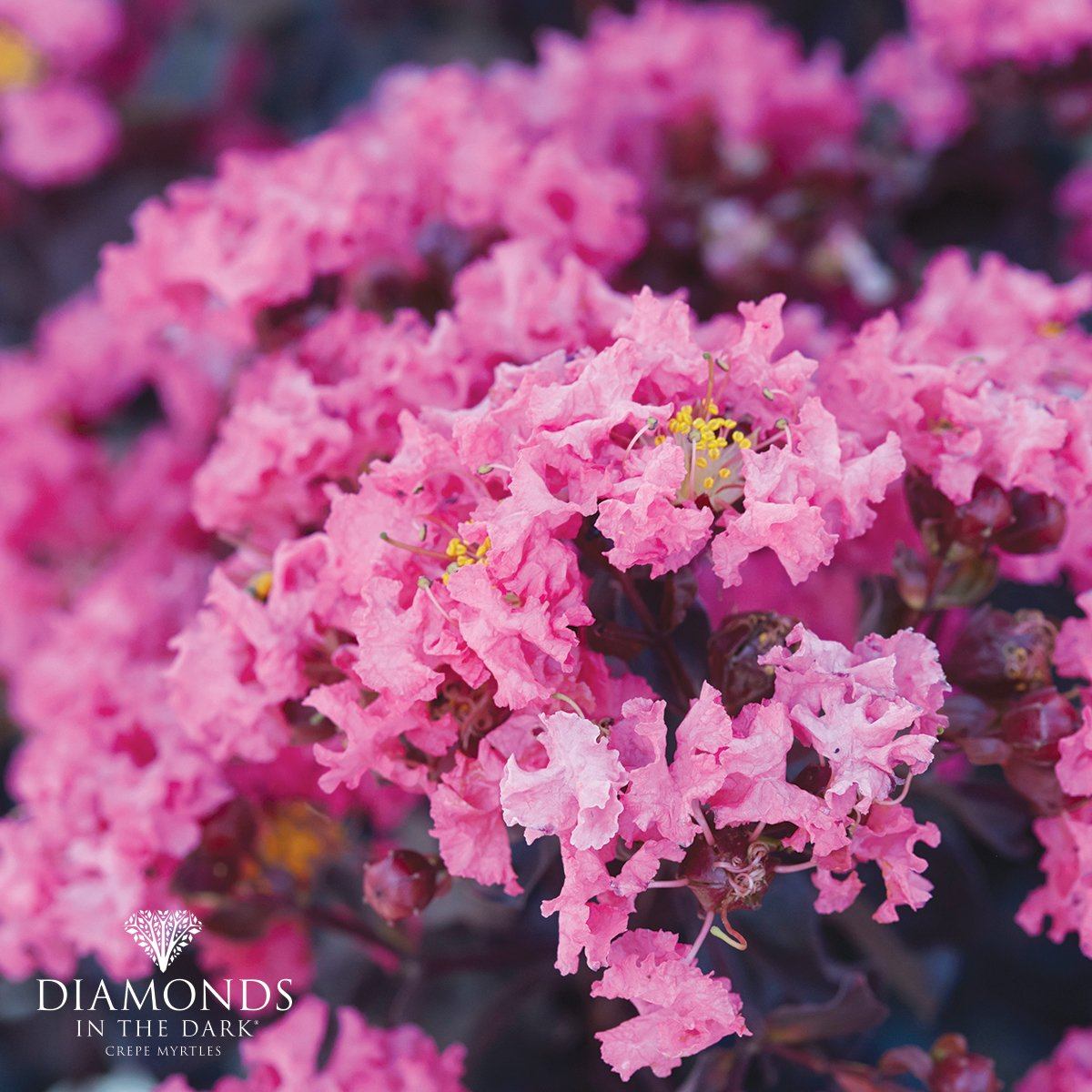 Lagerstroemia Diamonds in the Dark® 'Shell Pink' has soft, but vivid pink blooms that really pop against its dark purple to black leaves.