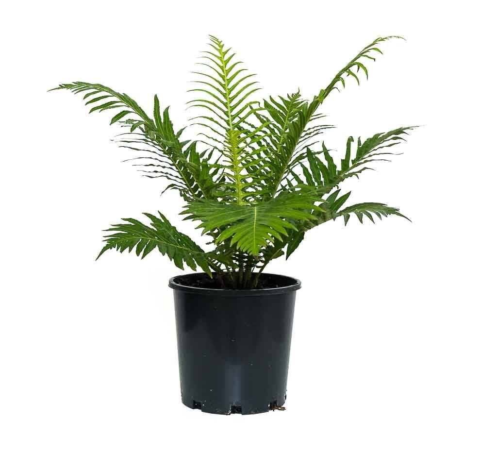 The Silver Lady Fern is an extremely attractive rosette fern with a neat but lush look