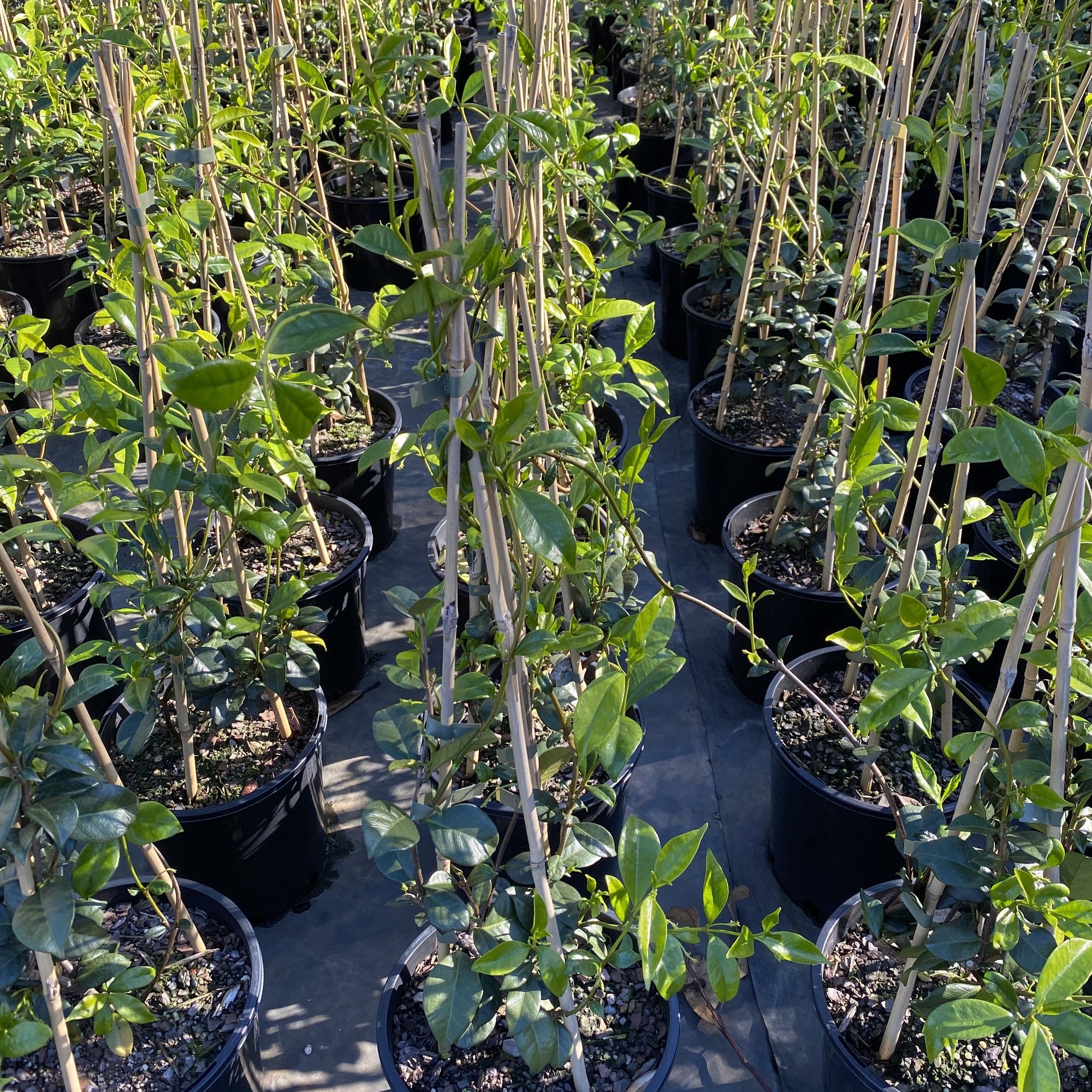 Trachelospermum jasmenoides