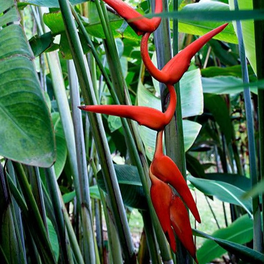 Heliconia Waxy Red's stems and flowers have a silvery waxy coating adding an element of interest