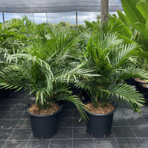 Chamaedorea antrivens - Cascade Palm