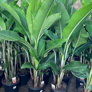 Heliconia bihai x caribaea 'Kawauchi' - Sunshine Coast Plants