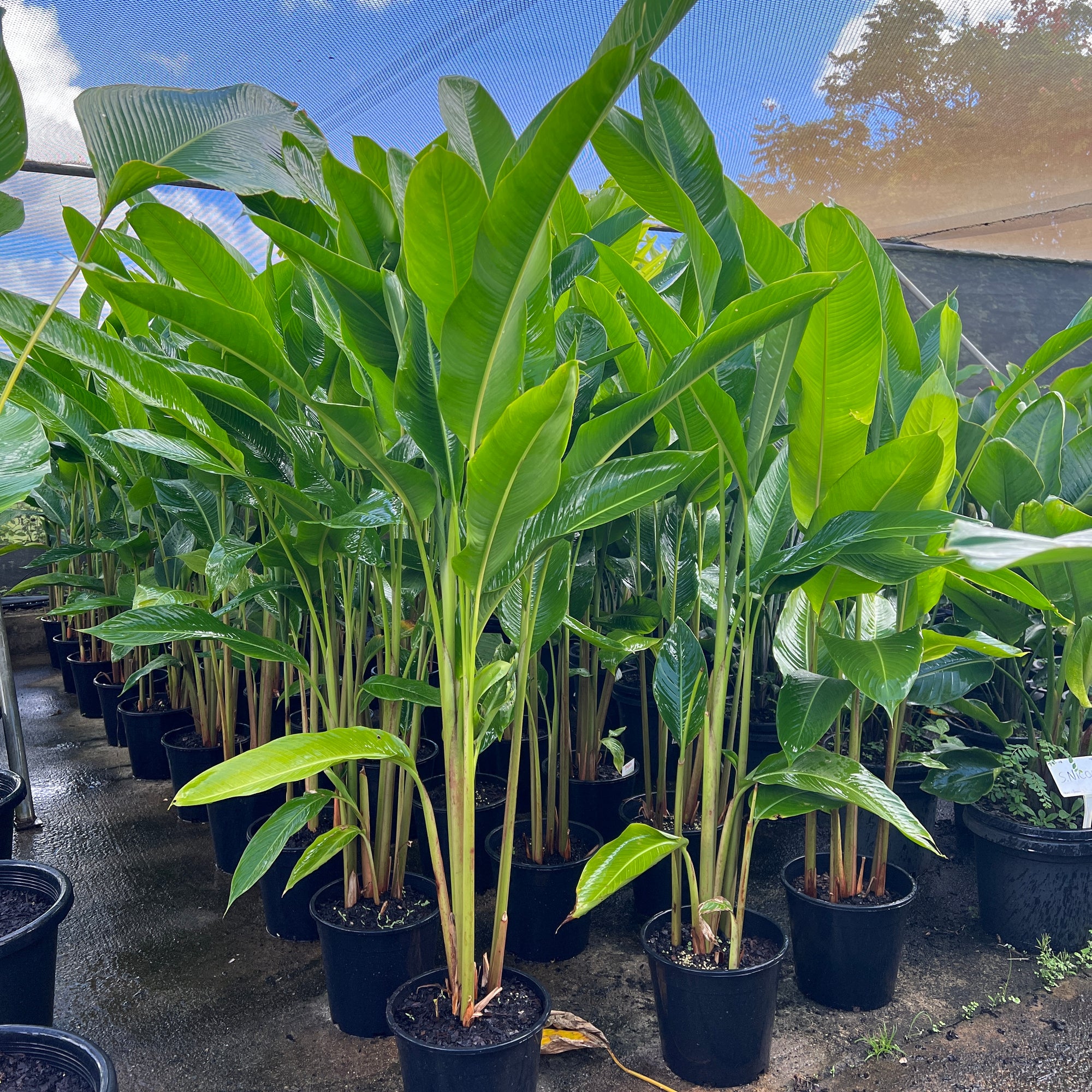 Tropical Heliconia - Sunshine Coast Plants