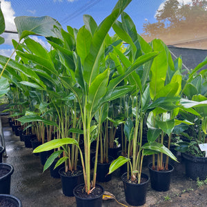 Heliconia Tropics