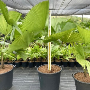 Licuala elegans - Elegant Fan Palm
