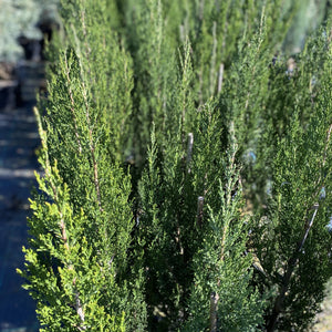 Juniperus 'Spartan' is an excellent screening, hedging plant because of its uniformity and hardiness.