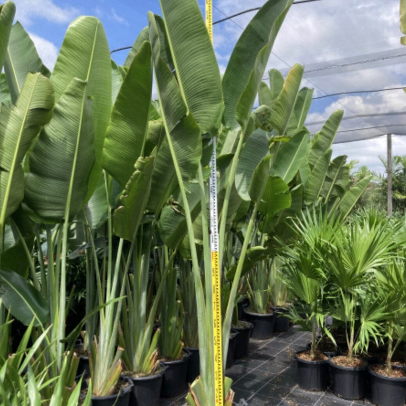 Ravenala Madagascariensis - Travellers Palm | Sunshine Coast Plants