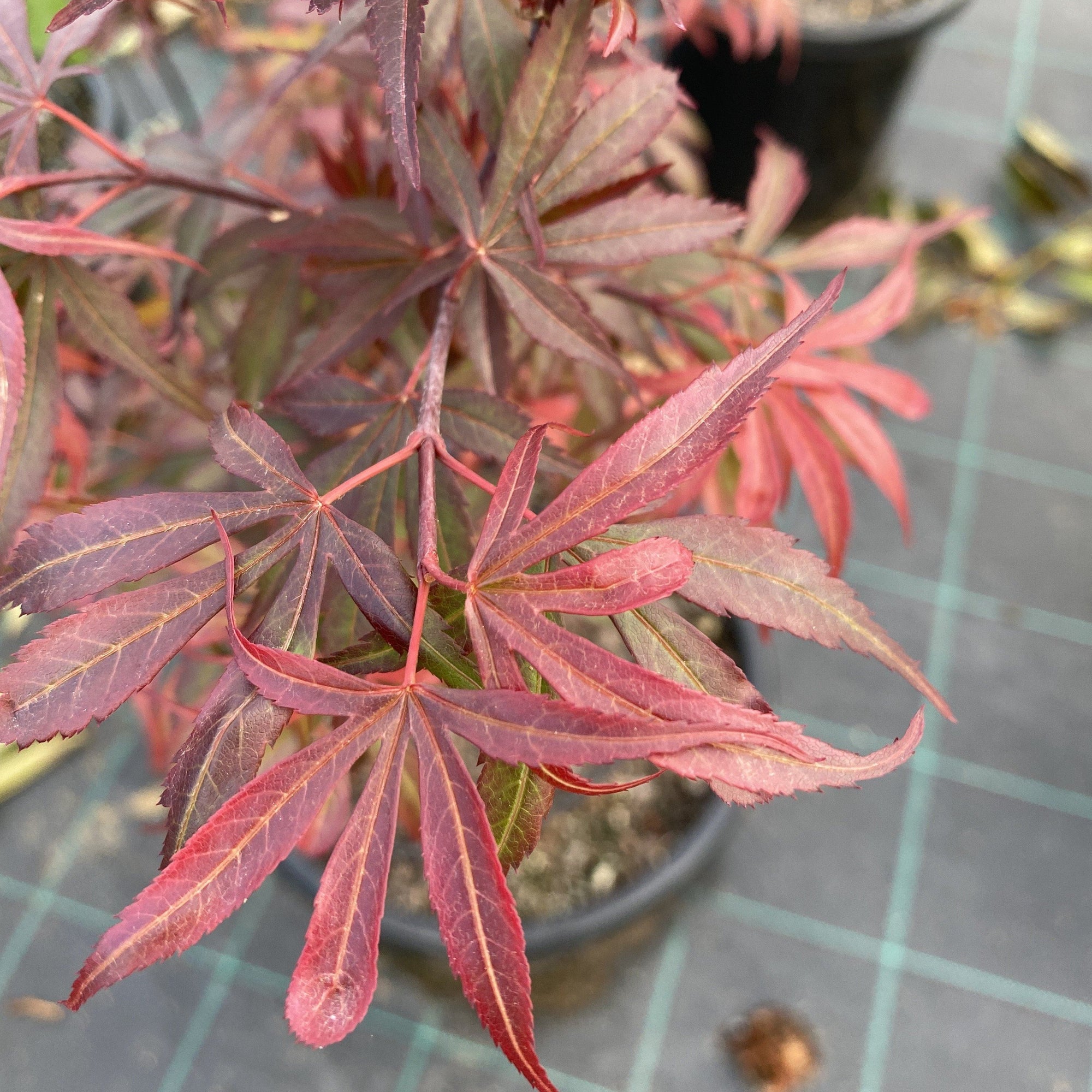 Low growing Japanese Maple tree with stunning purplish-red new growth