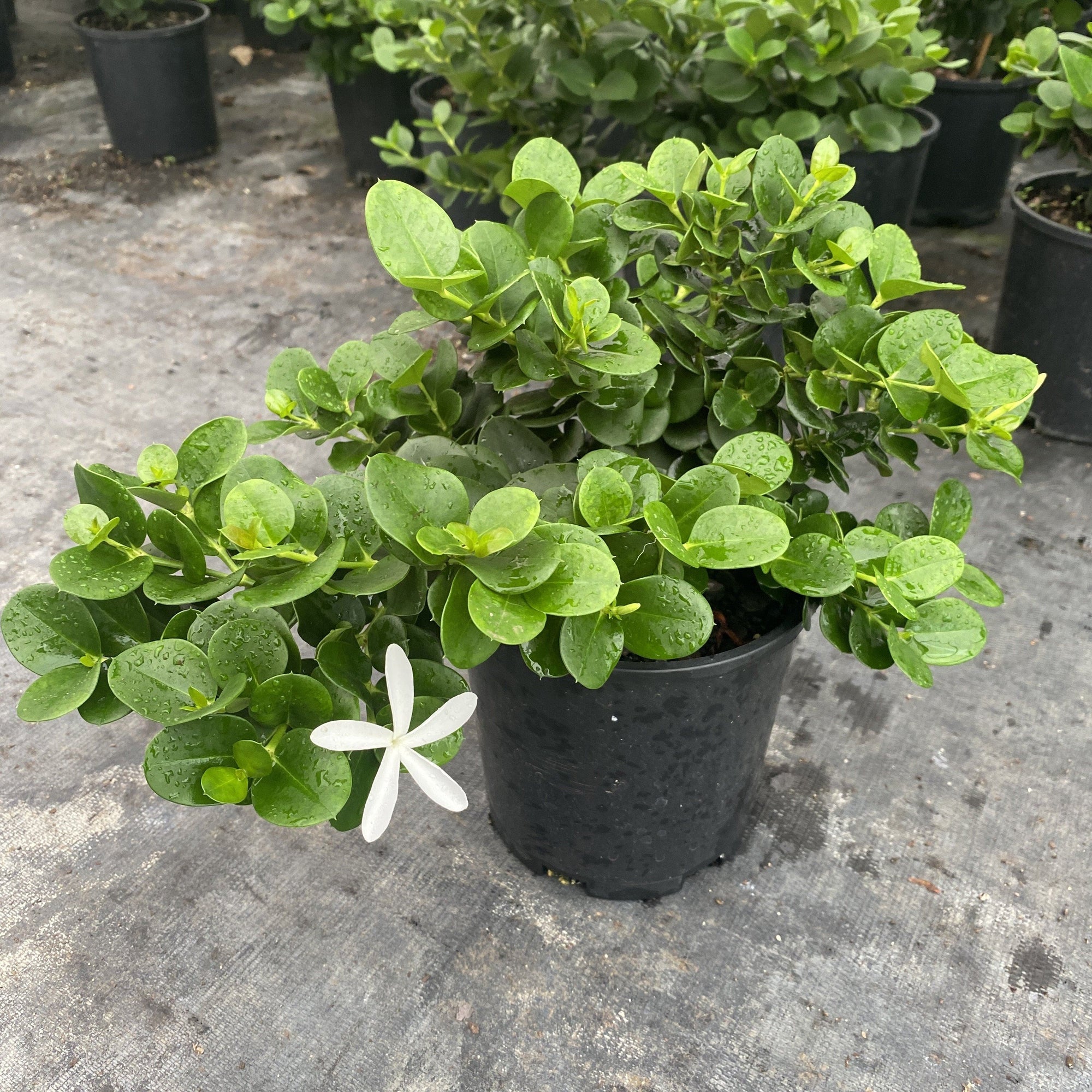 Attractive small, compact shrub with thick, rounded, glossy foliage and white scented star shaped flowers