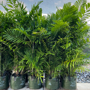 Ptychosperma macarthurii - Macarthur Palm