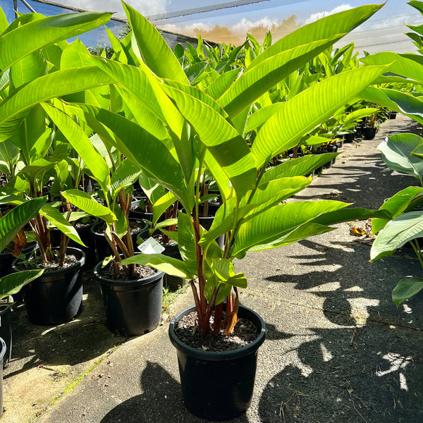 Heliconia Banana Split - Sunshine Coast Plants