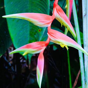 Heliconia chartacea ‘Temptress’